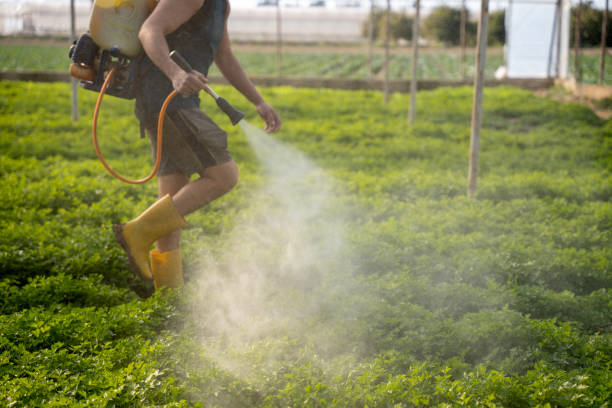 Best Flea Control Services  in Lely Resort, FL